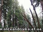 Новомиргородське лісництво у складі ДП «Олександрівський лісгосп»