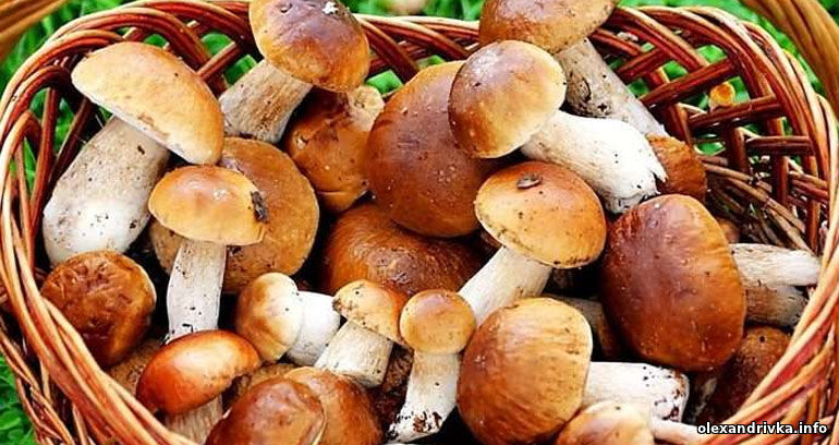 Четверо жителів Олександрівського району отруїлися грибами
