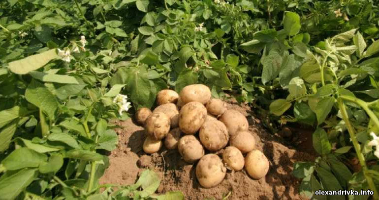 Вибирання картоплі